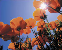 "Hasta el 40 de Mayo......."